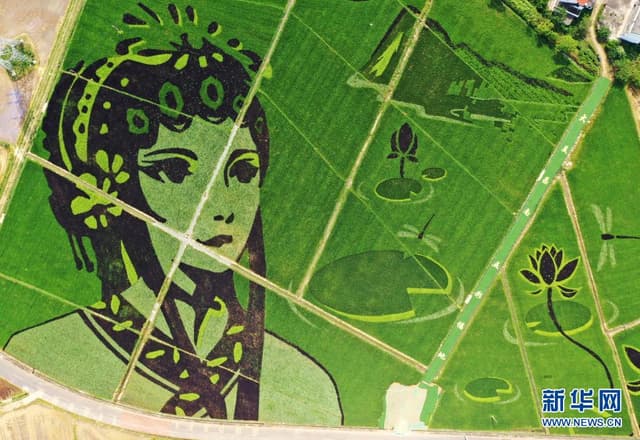 江西南昌:“彩色稻田画”扮靓美丽乡村