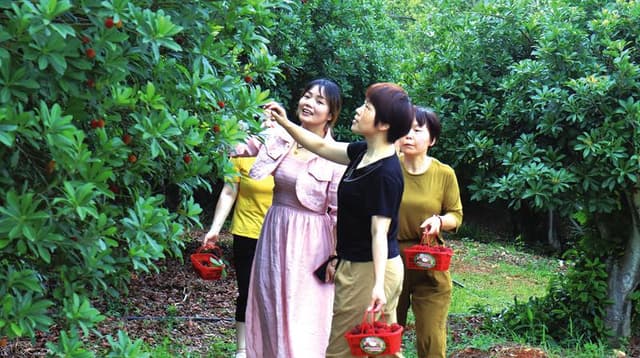 池州市东至县洋湖镇:杨梅红山野 乡村日子甜