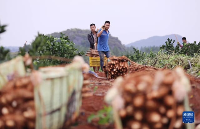 湖南道县:小小淮山药 振兴大产业
