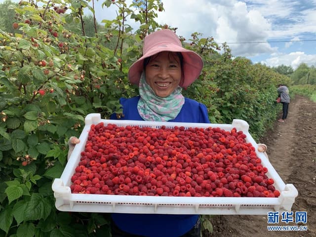 青海海晏:“莓”上枝头 喜上心头
