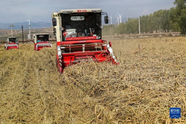 山西繁峙:雨后抢收忙