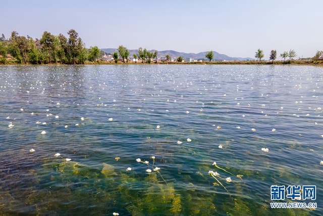 大理洱源:面朝洱海 海菜花开