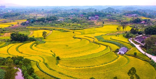 重庆铜梁:金色稻田绘就丰收画卷