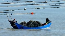 福建连江:冬季“海上牧场”渔耕图