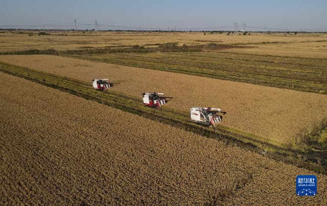 河北唐山:水稻丰收 颗粒归仓