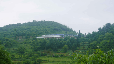 贵州普安探索天麻无土栽培:不用泥土的"金疙瘩"如何种出来?