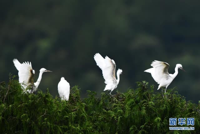 贵州龙里:鹭舞乡村生态美