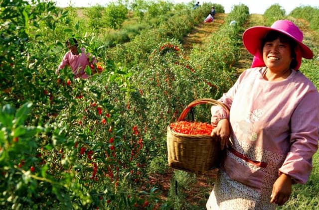 宁夏中宁:小枸杞让农民致富的“金扁担”越挑越稳