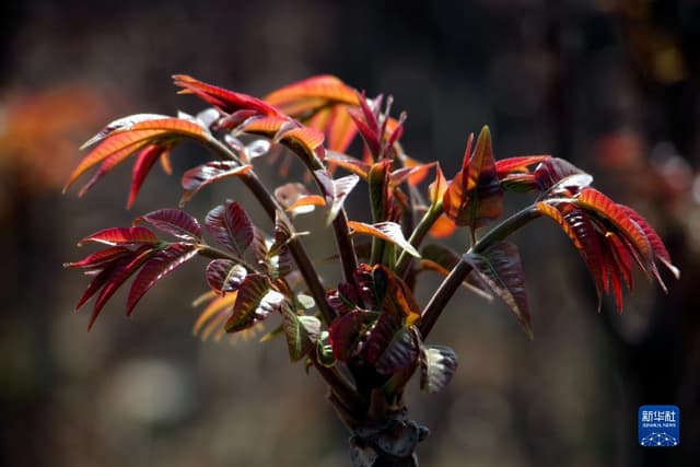 山东新泰:小香椿大产业