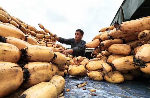 湖南常宁:莲藕采收忙