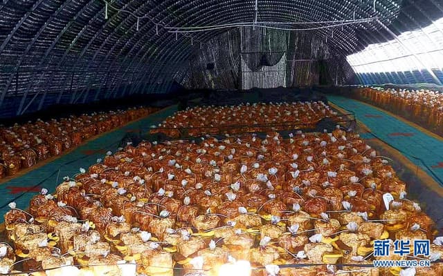 吉林和龙:真菌桑黄闯出致富“金”路子