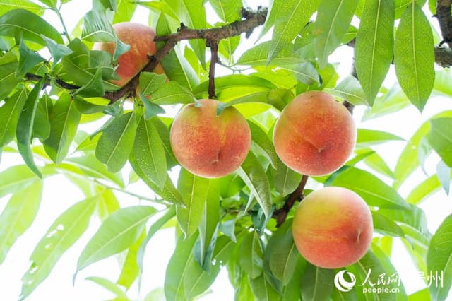 贵阳永乐乡:鲜桃红艳艳 日子比蜜甜