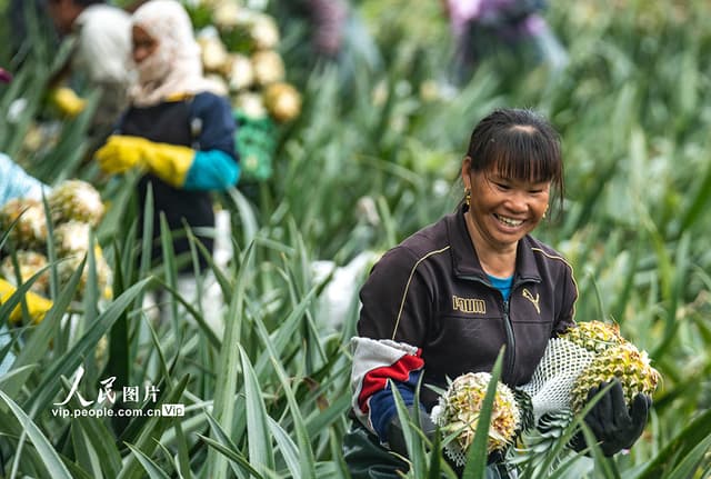海南万宁:“雨水”好时节 菠萝采摘忙