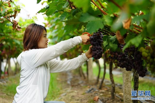 “七一”重要讲话精神在基层|发挥党员作用 发展集体经济