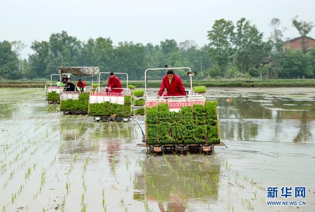 四川邻水:订单酿酒糯稻种植忙