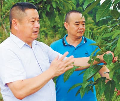 “两优一先典型|蒋乙嘉:带头谋发展 村民日子甜