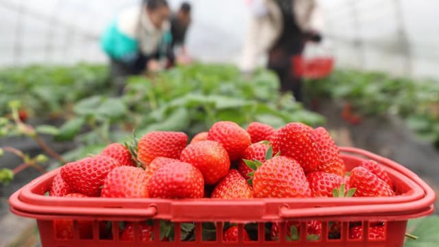 湖南衡阳:草莓飘香采摘忙