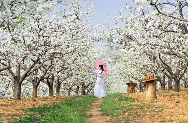 河南鲁山:春风至 梨花开