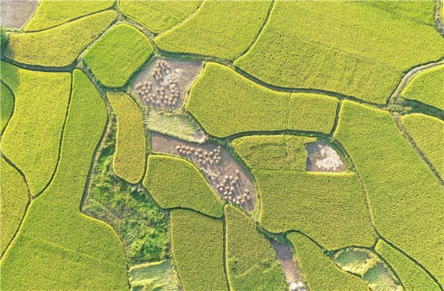 湖南道县:金秋大地美如画