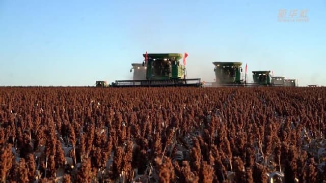 黑龙江北大荒:良种配良法 红高粱迎丰收