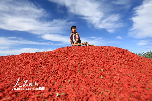 甘肃嘉峪关:火红的枸杞“种”出红火的日子