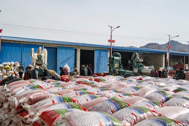 西藏江孜:致富路上青稞飘香