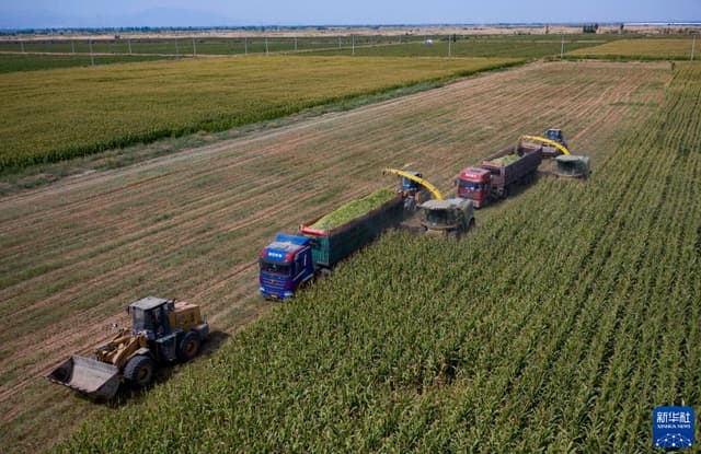 宁夏平罗:青贮玉米收割忙