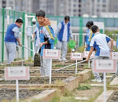 校园楼顶农田忙春播