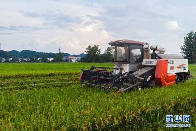 湖南浏阳:小暑“双抢”忙