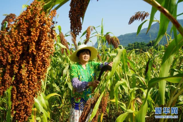 贵州赤水:“订单高粱”助农增收