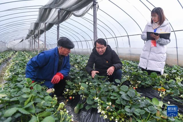 浙江湍口镇:“三服务”到田头 护航春耕备耕