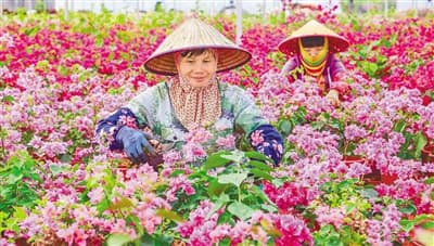 海南临高:守底线防返贫 强产业促振兴