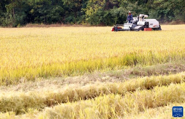 江苏句容:田间收稻忙