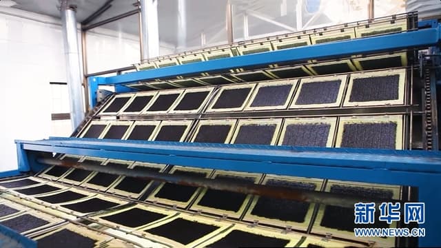 江苏连云港:“海上菜园”种出绿色鲜味