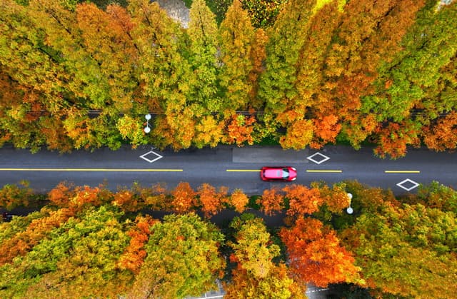 江苏扬州:“水杉大道”美景如画