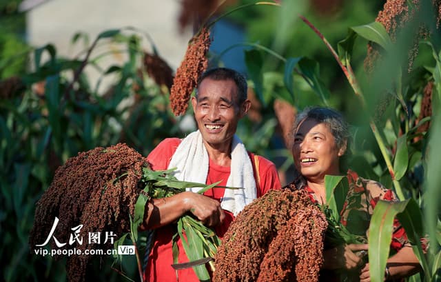 四川泸州:高粱红 收割忙