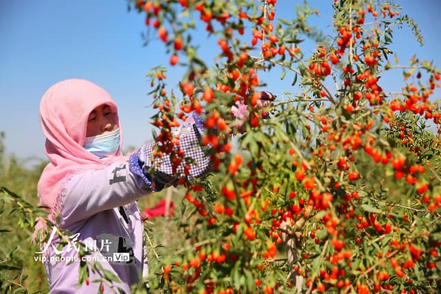 甘肃张掖:红枸杞促农增收