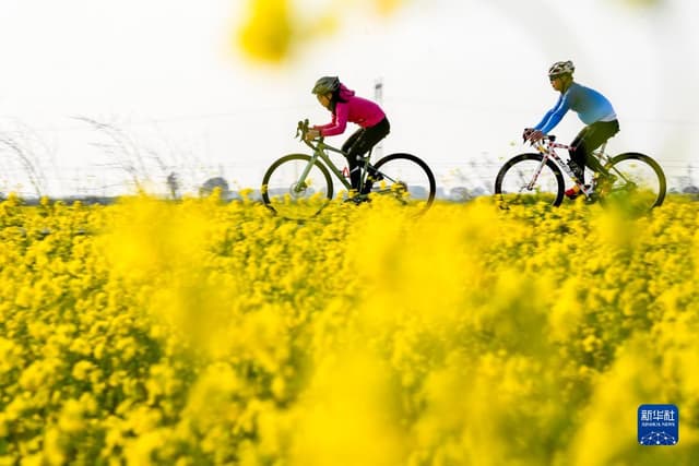 江西樟树:油菜花开春意浓