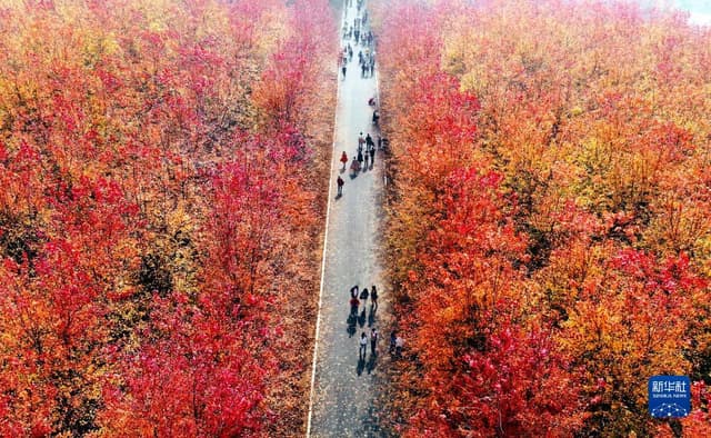 青岛:枫叶红了 乡村游“热”了