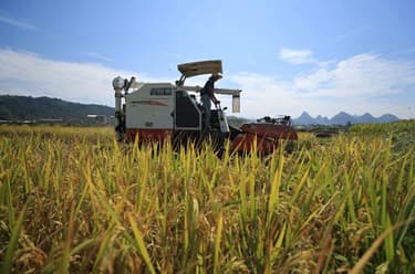 广西柳州:秋高气爽抢收忙