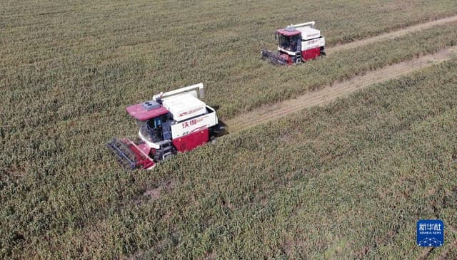 河北邢台:金秋时节谷飘香