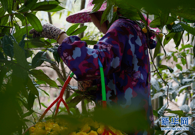 金花茶:金色花儿里的“幸福味道”