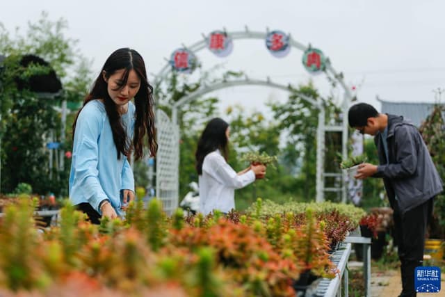 河南宝丰:发展“多肉产业” 助力乡村振兴