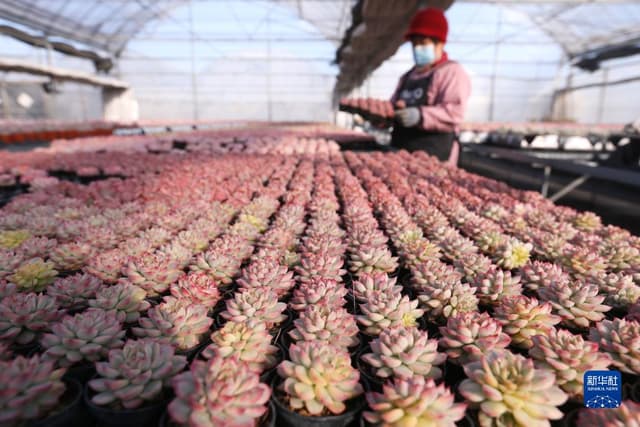 山东即墨:“多肉经济”产销两旺