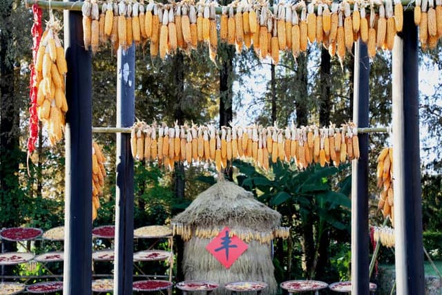 安徽歙县:乡村农场“晒秋”忙