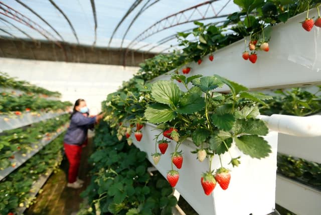 山东即墨:“立体草莓”迎丰收