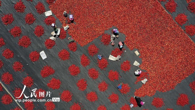 新疆巴州:数万亩番茄全面进入采摘加工晾晒期