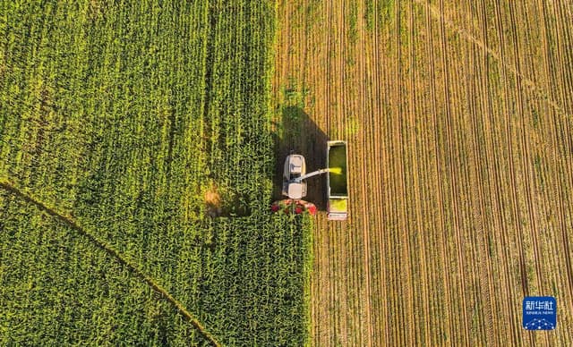 内蒙古达拉特旗:金秋青贮玉米收割忙