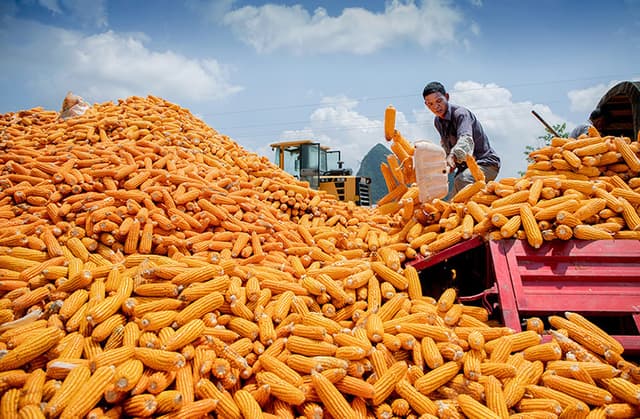 广西天等:金秋处处是“丰”景