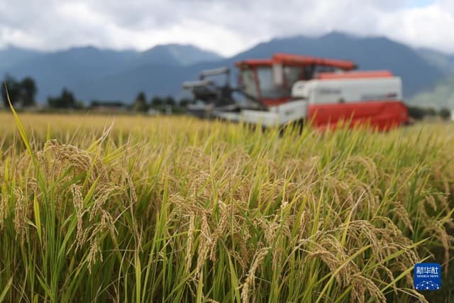 云南大理:“洱海留香”水稻开镰